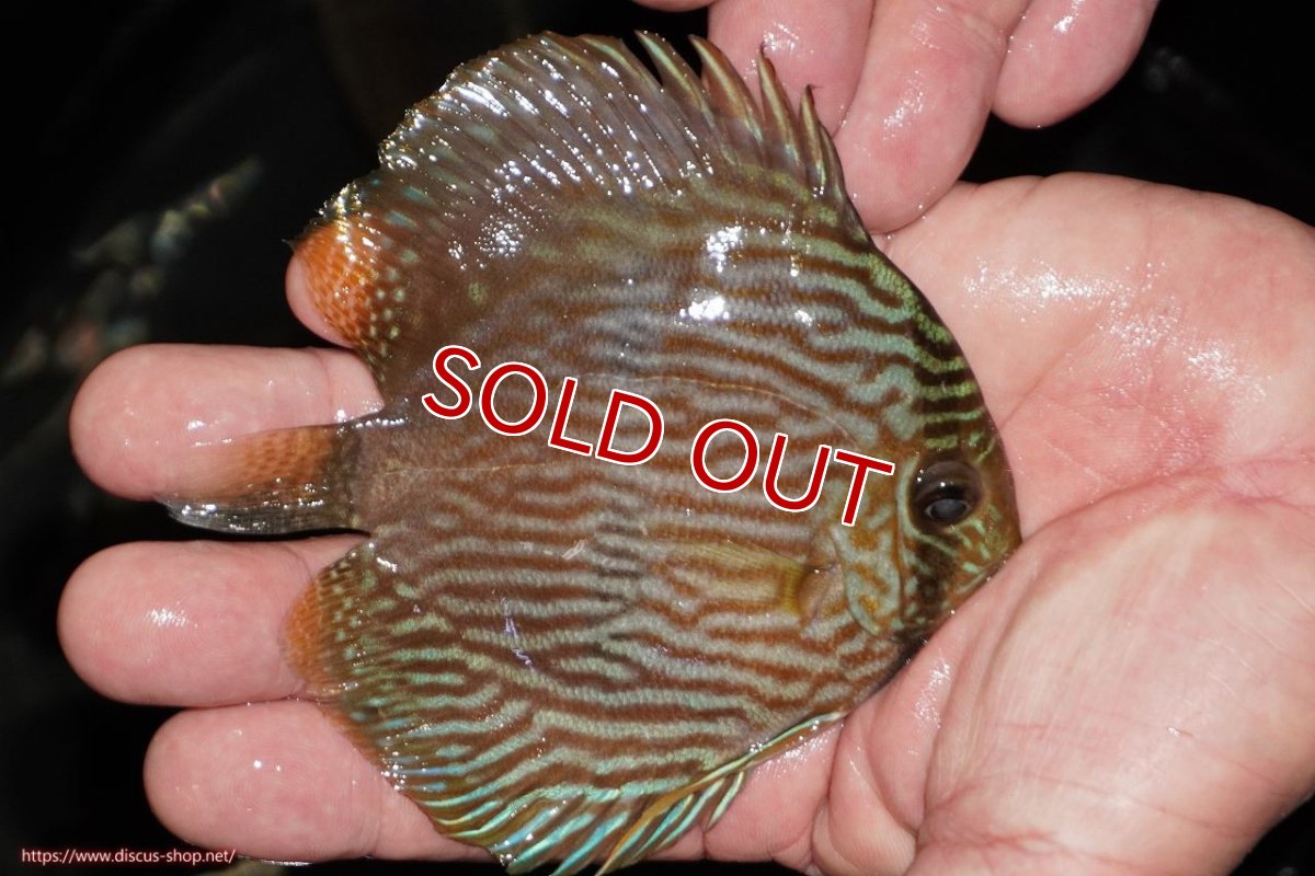 画像2: 【決算セール対象個体】【ワイルドディスカス】【通販】【ワイルド屈指のブルー発色】リオネグロヘッケル【個体販売】10-12cm（生体）リオネグロ産 (2)