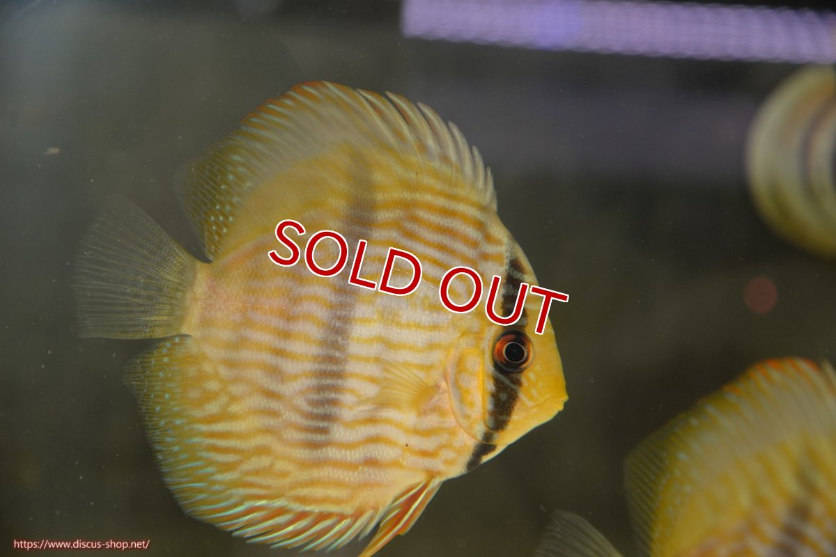 画像1: 【ワイルドディスカス】【通販】【ワイルド屈指のブルー発色】リオネグロヘッケル【個体販売】10-12cm（生体）リオネグロ産 (1)