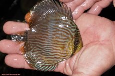 画像2: 【決算セール対象個体】【ワイルドディスカス】【通販】【ワイルド屈指のブルー発色】リオネグロヘッケル【個体販売】10-12cm（生体）リオネグロ産 (2)