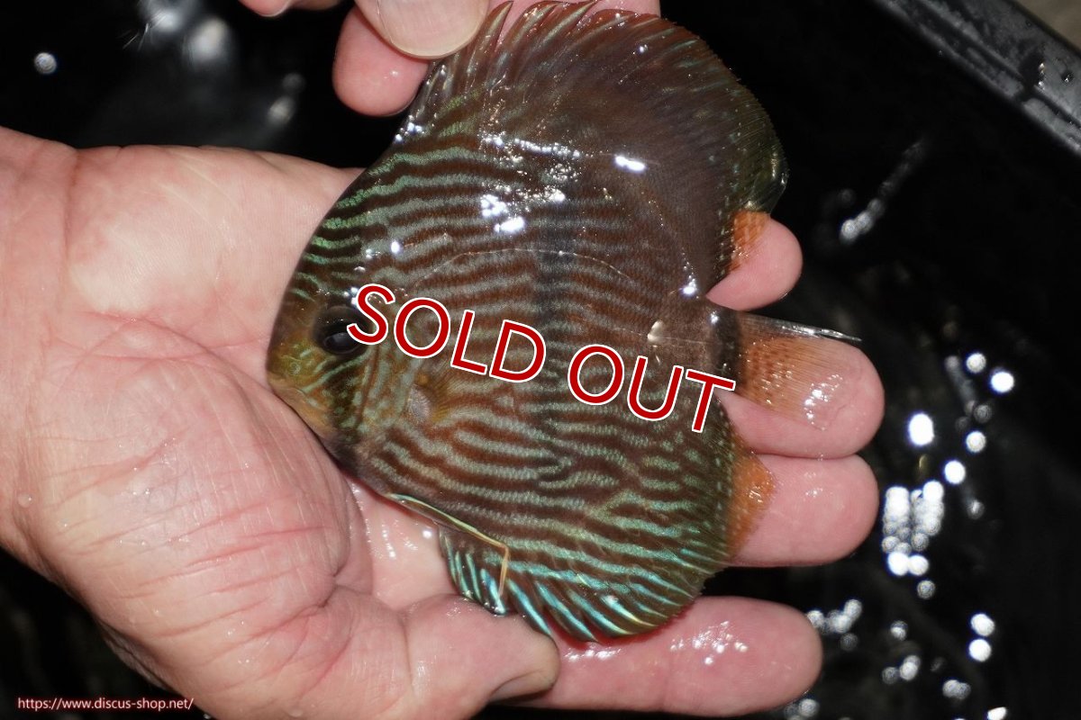 画像2: 【ワイルドディスカス】【通販】【ワイルド屈指のブルー発色】リオネグロヘッケル【個体販売】10-12cm（生体）リオネグロ産 (2)