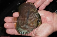 画像3: 【ワイルドディスカス】【通販】【ワイルド屈指のブルー発色】リオネグロヘッケル【個体販売】10-12cm（生体）リオネグロ産 (3)