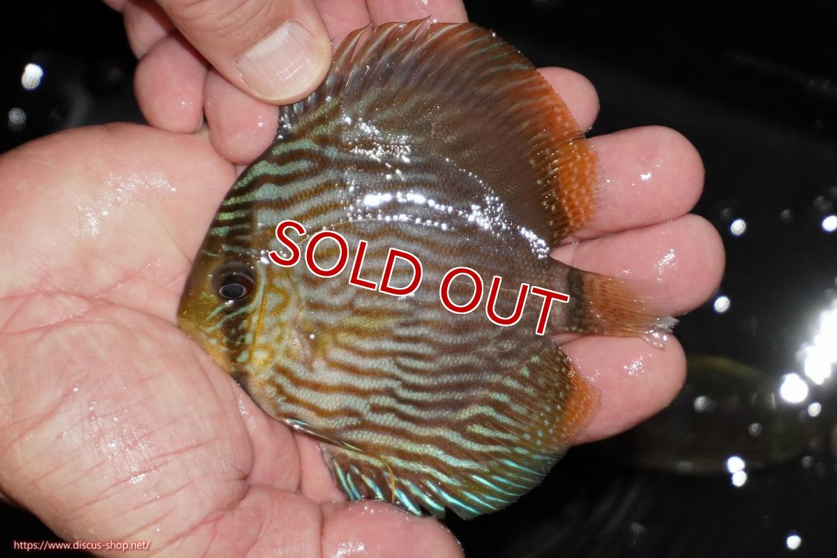 画像1: 【決算セール対象個体】【ワイルドディスカス】【通販】【ワイルド屈指のブルー発色】リオネグロヘッケル【個体販売】10-12cm（生体）リオネグロ産 (1)