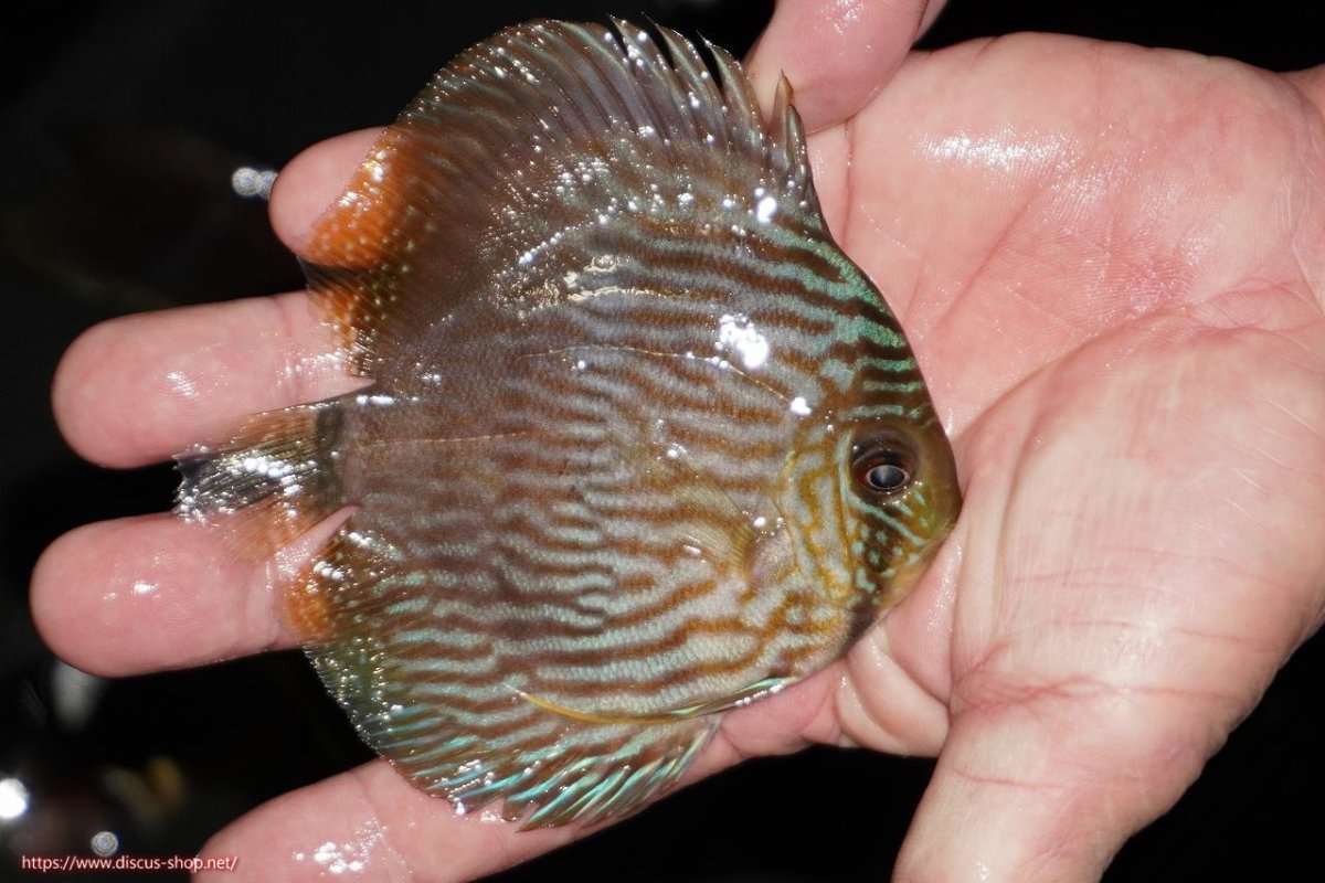 画像2: 【決算セール対象個体】【ワイルドディスカス】【通販】【ワイルド屈指のブルー発色】リオネグロヘッケル【個体販売】10-12cm（生体）リオネグロ産 (2)