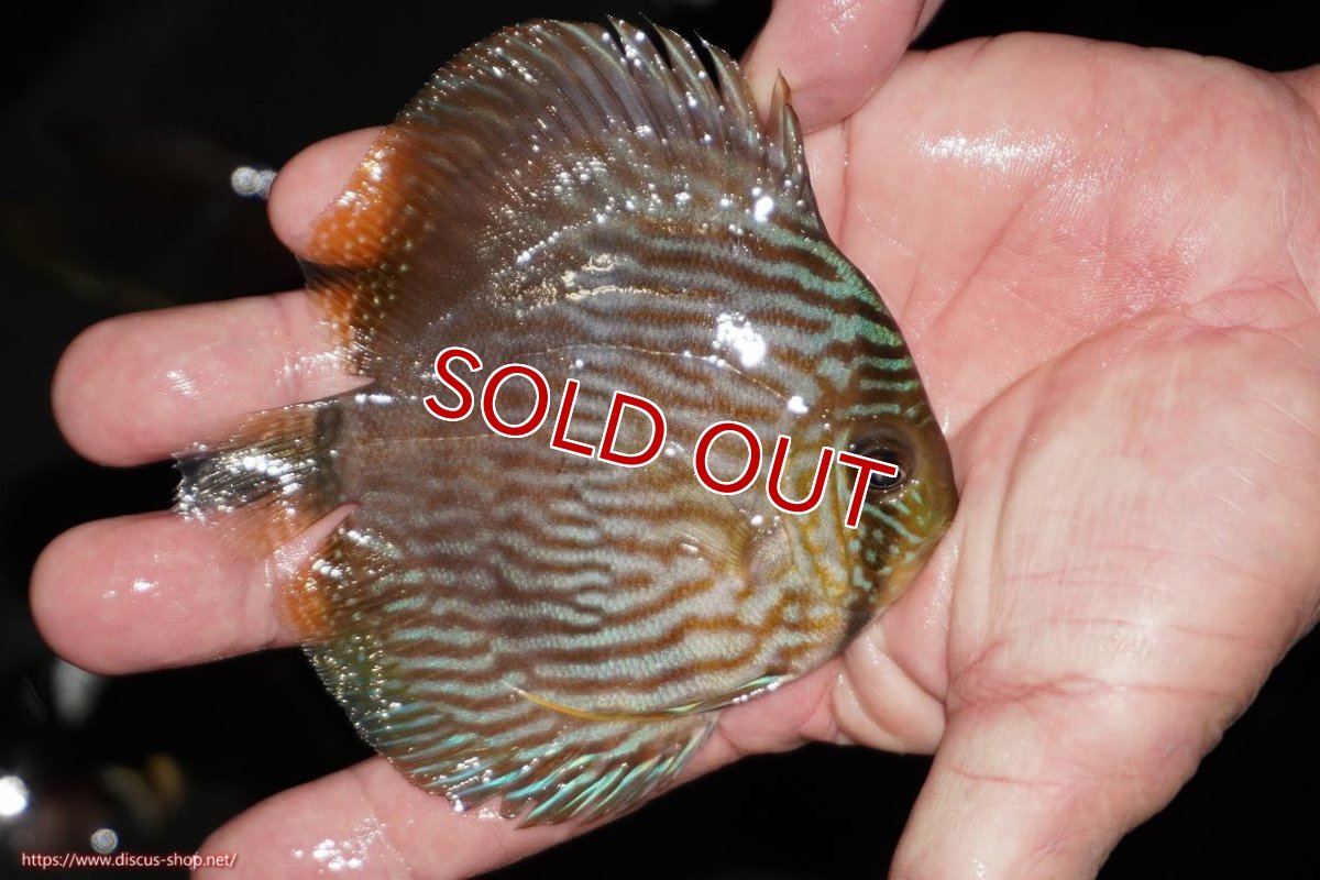 画像2: 【決算セール対象個体】【ワイルドディスカス】【通販】【ワイルド屈指のブルー発色】リオネグロヘッケル【個体販売】10-12cm（生体）リオネグロ産 (2)