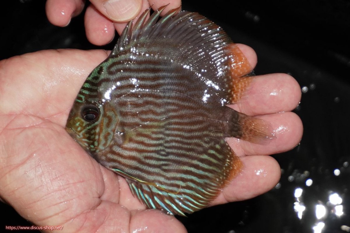 画像1: 【決算セール対象個体】【ワイルドディスカス】【通販】【ワイルド屈指のブルー発色】リオネグロヘッケル【個体販売】10-12cm（生体）リオネグロ産 (1)