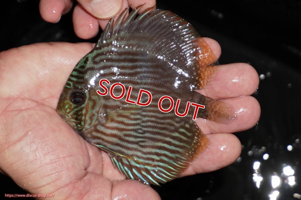 画像1: 【ワイルドディスカス】【通販】【ワイルド屈指のブルー発色】リオネグロヘッケル【個体販売】10-12cm（生体）リオネグロ産 (1)