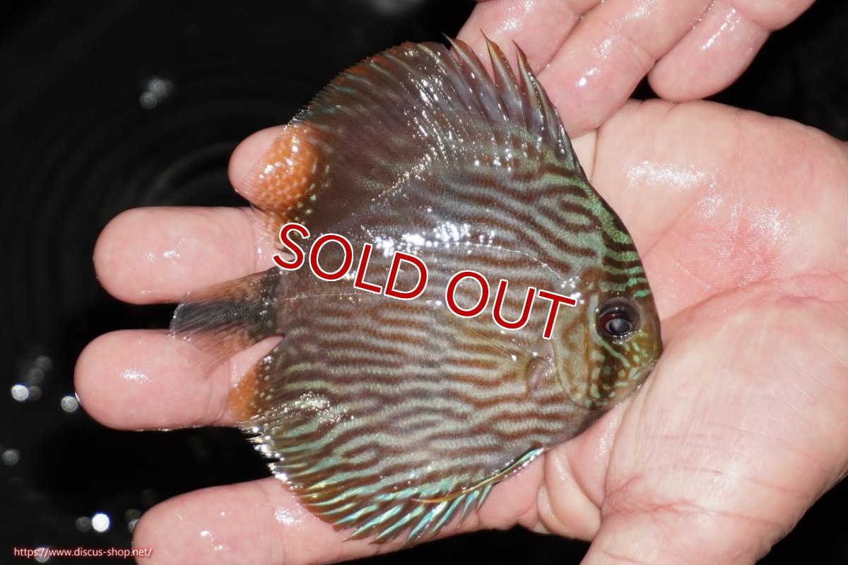 画像2: 【ワイルドディスカス】【通販】【ワイルド屈指のブルー発色】リオネグロヘッケル【個体販売】10-12cm（生体）リオネグロ産 (2)