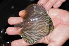 画像2: 【決算セール対象個体】【ワイルドディスカス】【通販】【ワイルド屈指のブルー発色】リオネグロヘッケル【個体販売】10-12cm（生体）リオネグロ産 (2)