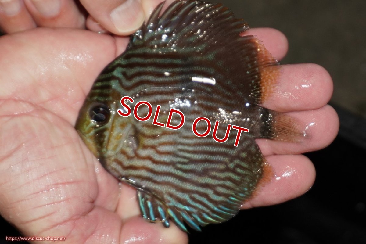 画像1: 【ワイルドディスカス】【通販】【ワイルド屈指のブルー発色】リオネグロヘッケル【個体販売】10-12cm（生体）リオネグロ産 (1)