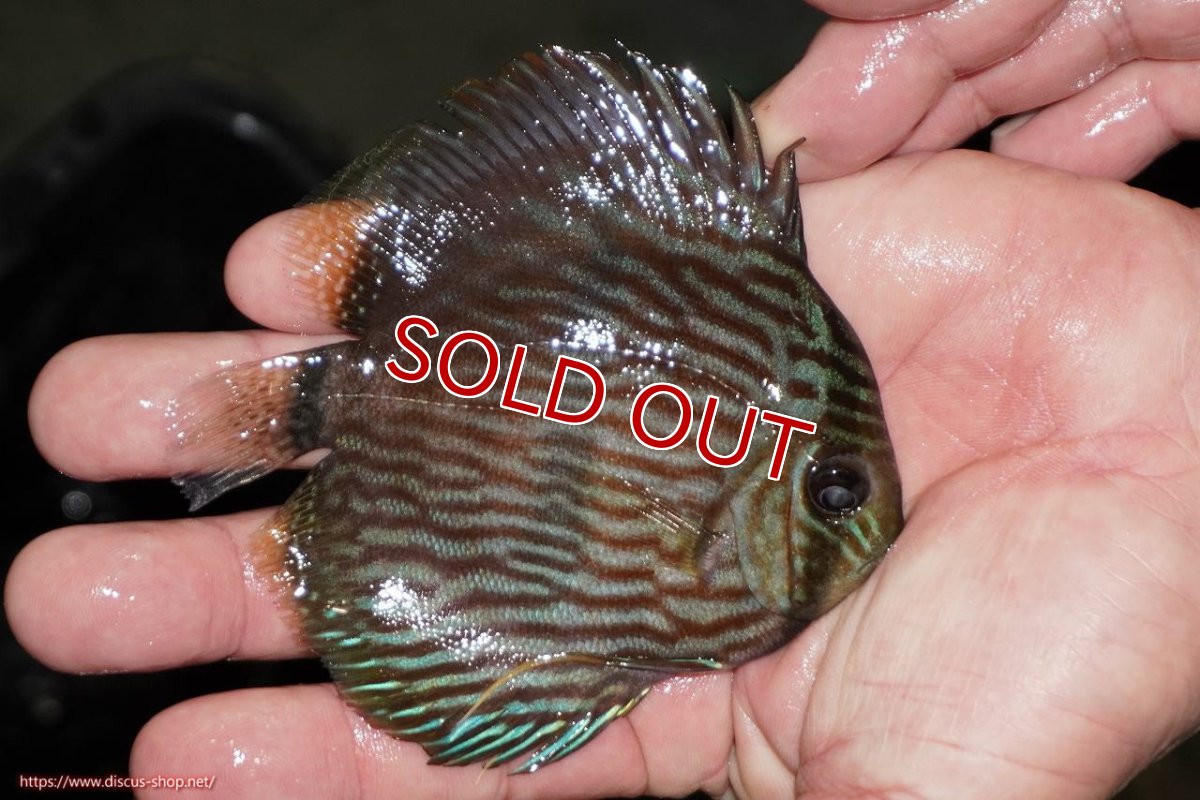 画像2: 【ワイルドディスカス】【通販】【ワイルド屈指のブルー発色】リオネグロヘッケル【個体販売】10-12cm（生体）リオネグロ産 (2)