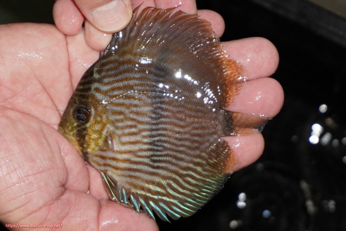 画像1: 【決算セール対象個体】【ワイルドディスカス】【通販】【ワイルド屈指のブルー発色】リオネグロヘッケル【個体販売】10-12cm（生体）リオネグロ産 (1)