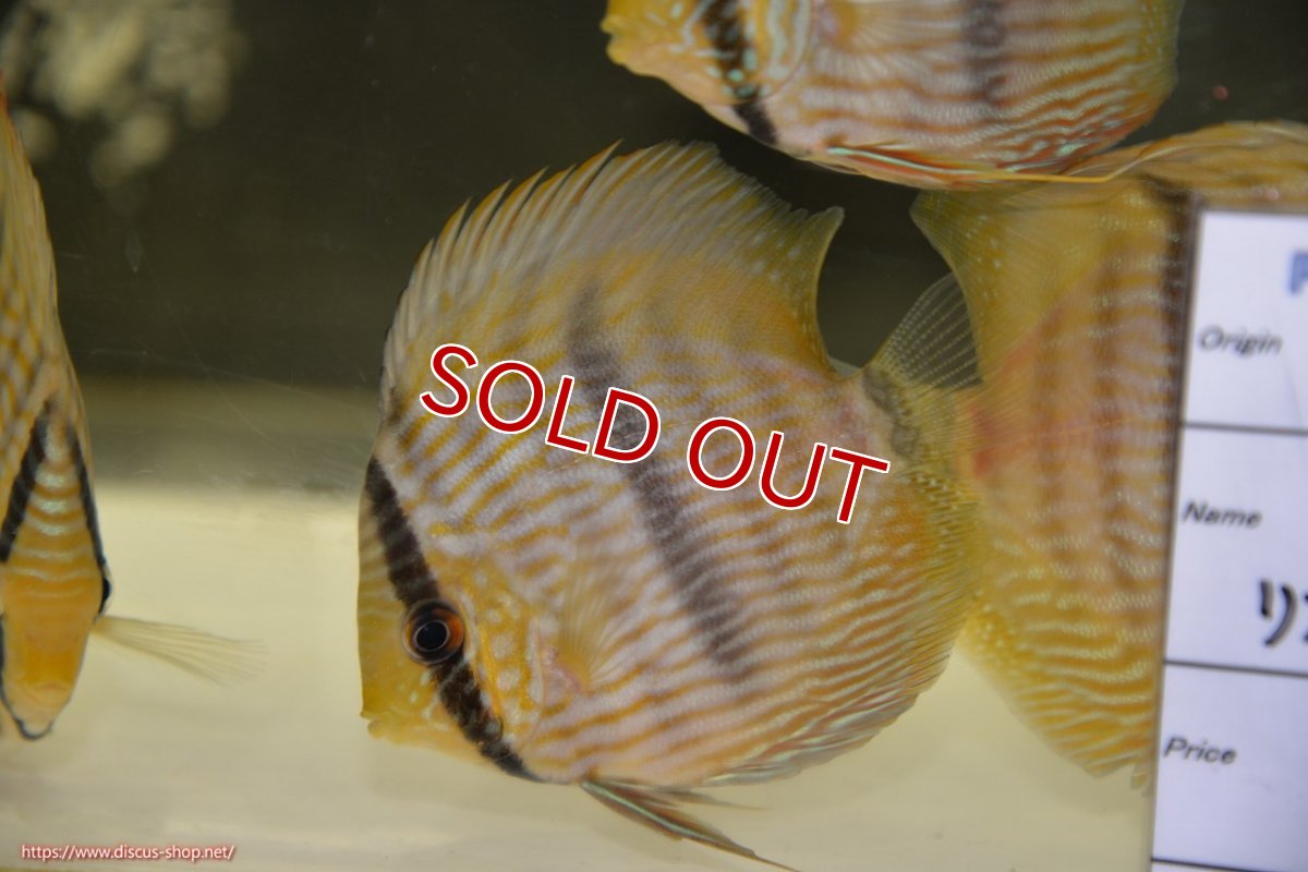 画像1: 【決算セール対象個体】【ワイルドディスカス】【通販】【ワイルド屈指のブルー発色】リオネグロヘッケル【個体販売】10-12cm（生体）リオネグロ産 (1)