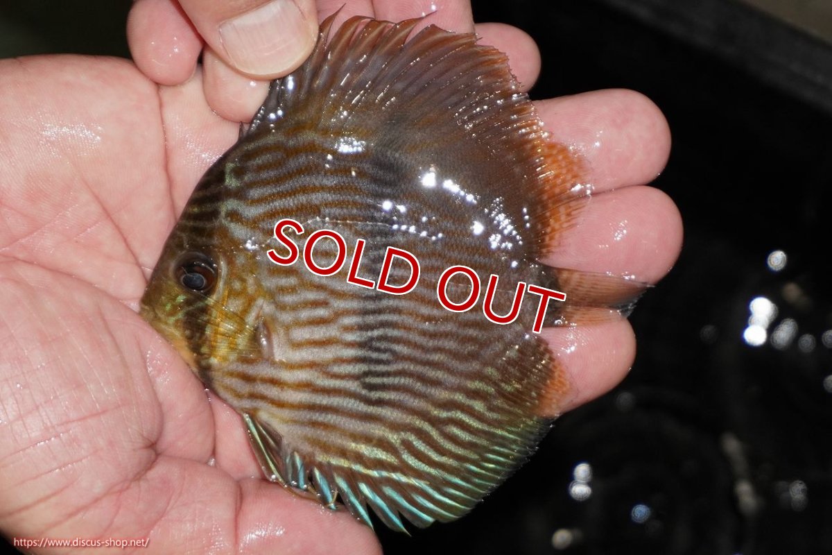 画像2: 【決算セール対象個体】【ワイルドディスカス】【通販】【ワイルド屈指のブルー発色】リオネグロヘッケル【個体販売】10-12cm（生体）リオネグロ産 (2)