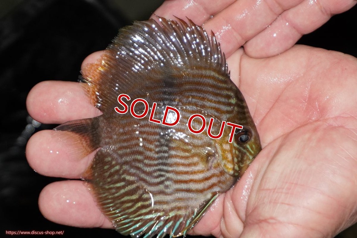 画像3: 【決算セール対象個体】【ワイルドディスカス】【通販】【ワイルド屈指のブルー発色】リオネグロヘッケル【個体販売】10-12cm（生体）リオネグロ産 (3)