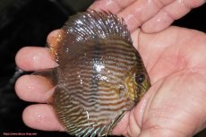 画像3: 【決算セール対象個体】【ワイルドディスカス】【通販】【ワイルド屈指のブルー発色】リオネグロヘッケル【個体販売】10-12cm（生体）リオネグロ産 (3)