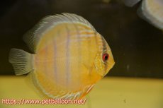 画像1: 【ワイルドディスカス】【通販】アルトナナイディアマンテグリーン【個体販売】12-13cm（生体）ナナイ産 (1)
