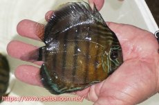 画像3: 【ワイルドディスカス】【通販】アルトナナイディアマンテアズールグリーン（青が強い）【個体販売】12-13cm（生体）ナナイ産 (3)