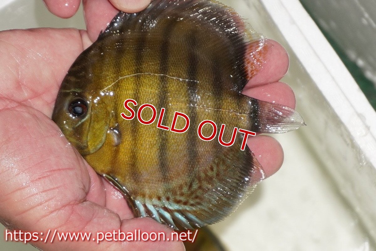 画像1: 【ワイルドディスカス】【通販】アルトナナイディアマンテグリーン【個体販売】12cm（生体）ナナイ産 (1)