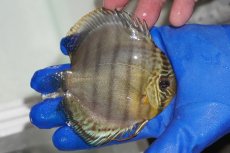 画像2: 【ワイルドディスカス】【通販】【年に一度の入荷】アルトナナイディアマンテ アズール（ブルーカバー）【個体販売】11-13cm（生体）ナナイ産 (2)