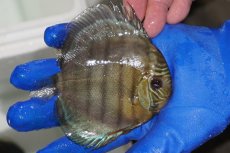 画像2: 【ワイルドディスカス】【通販】【年に一度の入荷】アルトナナイディアマンテ アズール（ブルーカバー）【個体販売】12-13cm（生体）ナナイ産 (2)