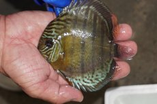 画像1: 【ワイルドディスカス】【通販】【年に一度の入荷】アルトナナイディアマンテ アズール（ブルーカバー）【個体販売】12-13cm（生体）ナナイ産 (1)