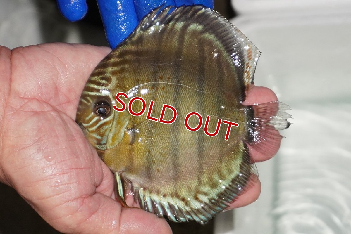 画像1: 【ワイルドディスカス】【通販】【年に一度の入荷】アルトナナイディアマンテ アズール（ブルーカバー）【個体販売】12-13cm（生体）ナナイ産 (1)