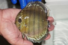 画像1: 【ワイルドディスカス】【通販】【年に一度の入荷】アルトナナイディアマンテ アズール（ブルーカバー）【個体販売】12-13cm（生体）ナナイ産 (1)