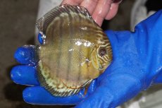 画像2: 【ワイルドディスカス】【通販】【年に一度の入荷】アルトナナイディアマンテ アズール（ブルーカバー）【個体販売】12-13cm（生体）ナナイ産 (2)