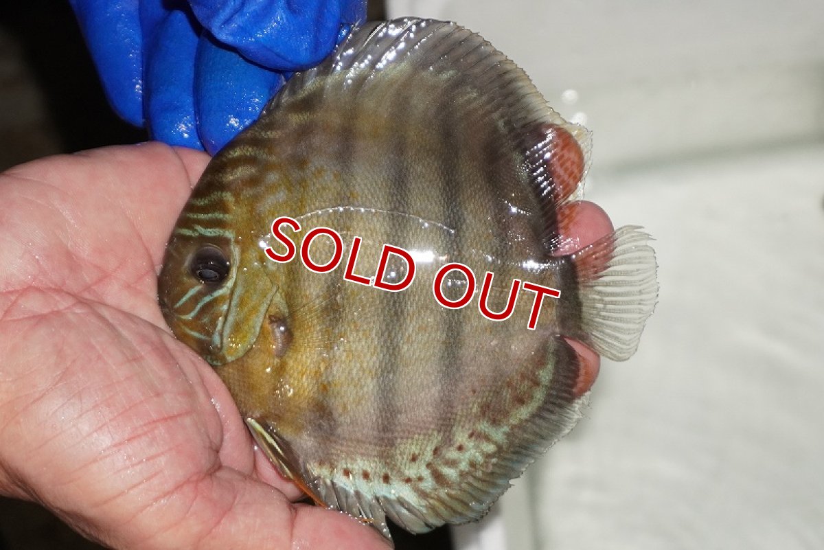 画像1: 【ワイルドディスカス】【通販】【年に一度の入荷】アルトナナイディアマンテ アズール（ブルーカバー）【個体販売】12-13cm（生体）ナナイ産 (1)