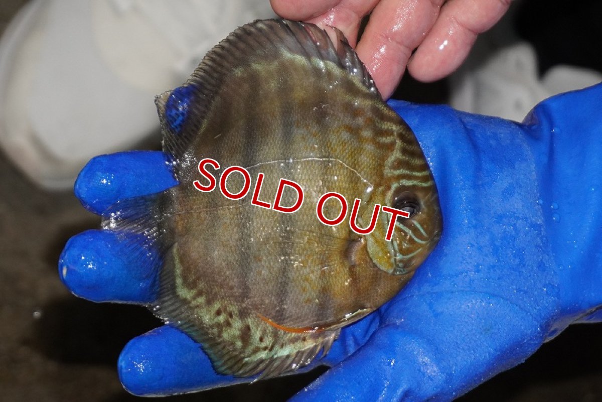 画像2: 【ワイルドディスカス】【通販】【年に一度の入荷】アルトナナイディアマンテ アズール（ブルーカバー）【個体販売】12-13cm（生体）ナナイ産 (2)