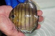 画像1: 【ワイルドディスカス】【通販】【年に一度の入荷】アルトナナイディアマンテ　スポットグリーン【個体販売】12-13cm（生体）ナナイ産 (1)