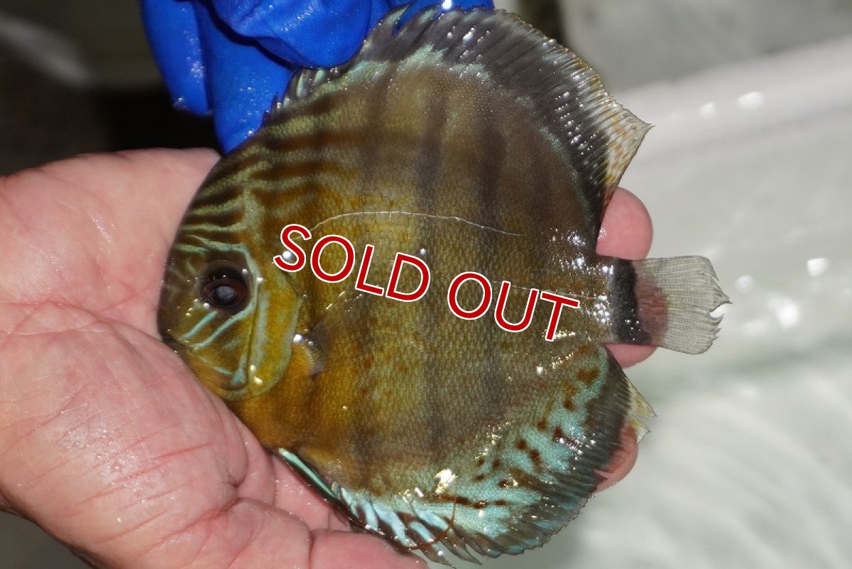 画像1: 【ワイルドディスカス】【通販】【年に一度の入荷】アルトナナイディアマンテ　スポットグリーン【個体販売】12-13cm（生体）ナナイ産 (1)