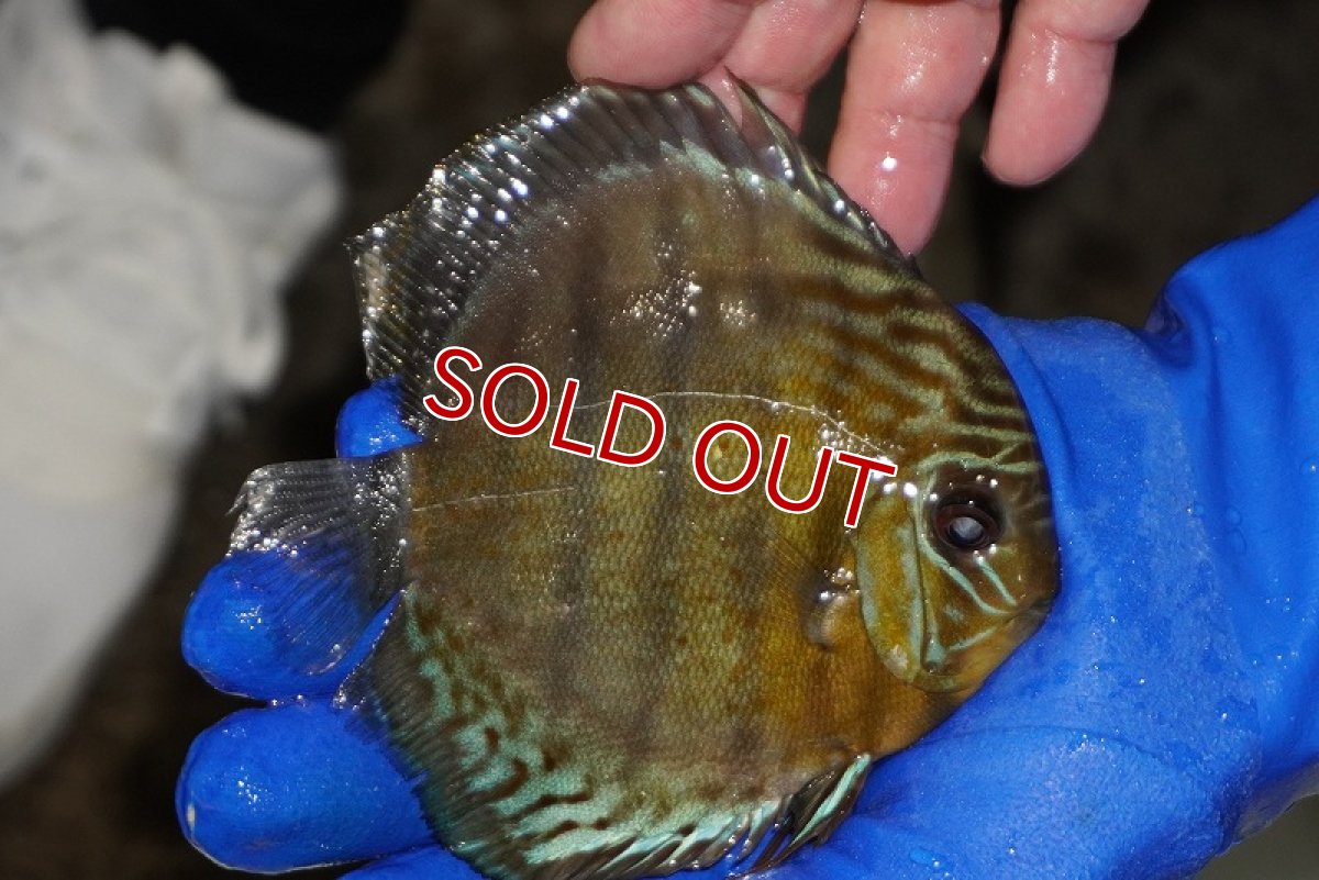 画像2: 【ワイルドディスカス】【通販】【年に一度の入荷】アルトナナイディアマンテ　スポットグリーン【個体販売】12-13cm（生体）ナナイ産 (2)