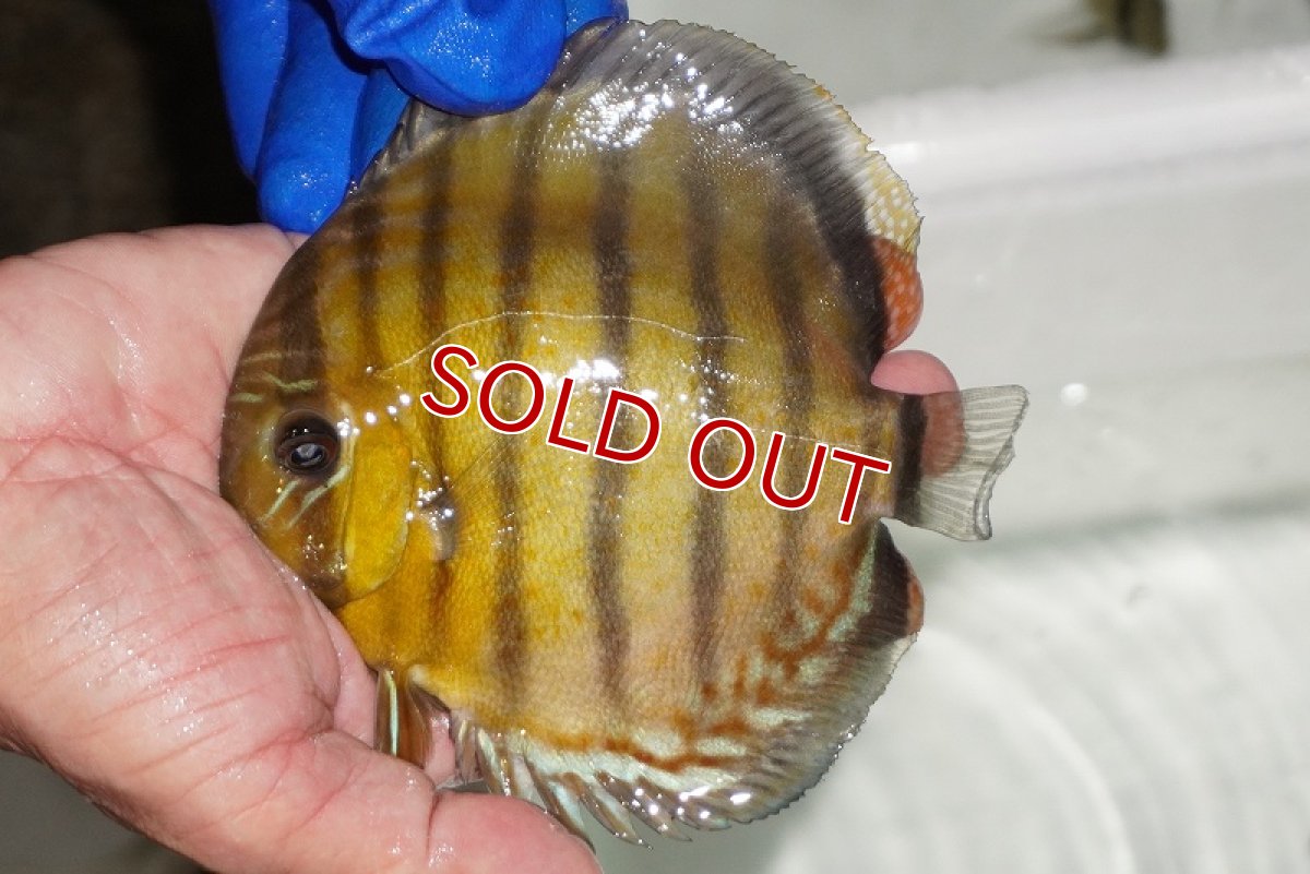 画像1: 【ワイルドディスカス】【通販】【年に一度の入荷】アルトナナイディアマンテ　スポットグリーン【個体販売】12-13cm（生体）ナナイ産 (1)