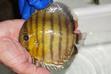 画像1: 【ワイルドディスカス】【通販】【年に一度の入荷】アルトナナイディアマンテ　スポットグリーン【個体販売】12-13cm（生体）ナナイ産 (1)