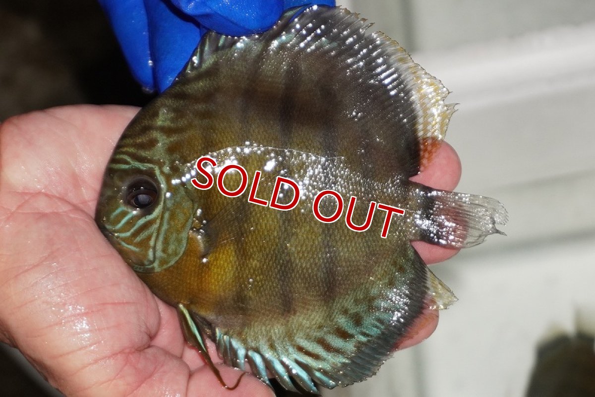 画像1: 【ウィンターセール対象個体】【ワイルドディスカス】【通販】【年に一度の入荷】アルトナナイディアマンテ　スポットグリーン【個体販売】12-13cm（生体）ナナイ産 (1)