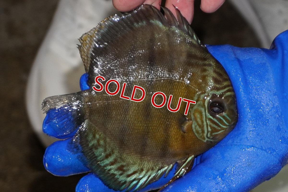 画像2: 【ウィンターセール対象個体】【ワイルドディスカス】【通販】【年に一度の入荷】アルトナナイディアマンテ　スポットグリーン【個体販売】12-13cm（生体）ナナイ産 (2)