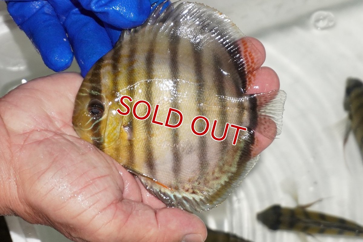 画像1: 【ワイルドディスカス】【通販】【年に一度の入荷】アルトナナイディアマンテ　スポットグリーン【個体販売】12-13cm（生体）ナナイ産 (1)