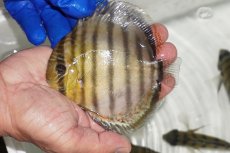 画像1: 【ワイルドディスカス】【通販】【年に一度の入荷】アルトナナイディアマンテ　スポットグリーン【個体販売】12-13cm（生体）ナナイ産 (1)