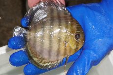 画像2: 【ワイルドディスカス】【通販】【年に一度の入荷】アルトナナイディアマンテ　スポットグリーン【個体販売】12-13cm（生体）ナナイ産 (2)