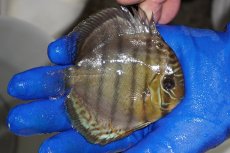 画像2: 【ワイルドディスカス】【通販】【年に一度の入荷】アルトナナイディアマンテ　スポットグリーン【個体販売】9-11cm（生体）ナナイ産 (2)