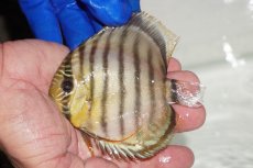 画像1: 【ワイルドディスカス】【通販】【年に一度の入荷】アルトナナイディアマンテ　スポットグリーン【個体販売】9-11cm（生体）ナナイ産 (1)