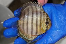 画像2: 【ワイルドディスカス】【通販】【年に一度の入荷】アルトナナイディアマンテ　スポットグリーン【個体販売】9-11cm（生体）ナナイ産 (2)