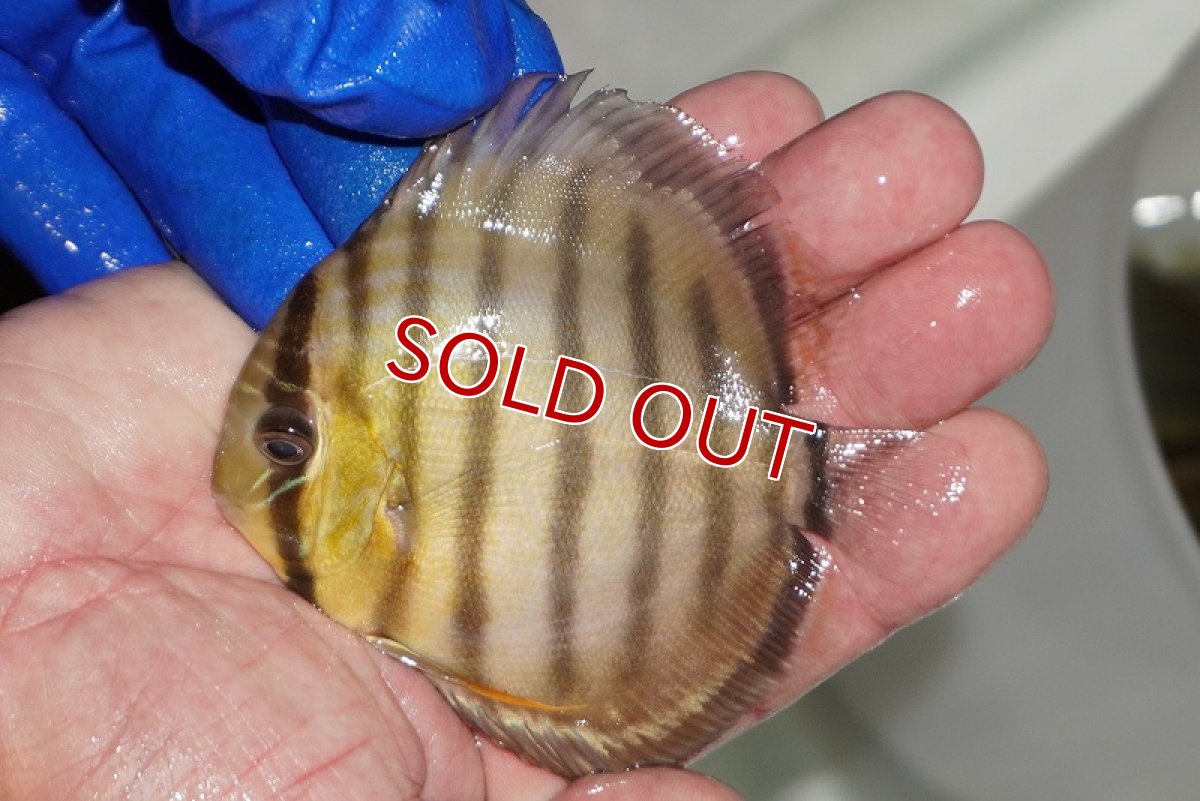 画像1: 【ウィンターセール対象個体】【ワイルドディスカス】【通販】【年に一度の入荷】アルトナナイディアマンテ　スポットグリーン【個体販売】9-11cm（生体）ナナイ産 (1)