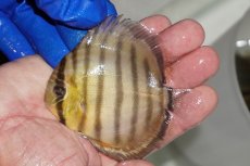 画像1: 【ワイルドディスカス】【通販】【年に一度の入荷】アルトナナイディアマンテ　スポットグリーン【個体販売】9-11cm（生体）ナナイ産 (1)