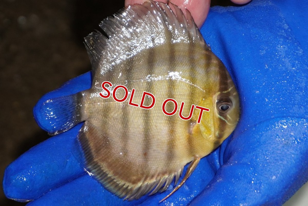 画像2: 【ウィンターセール対象個体】【ワイルドディスカス】【通販】【年に一度の入荷】アルトナナイディアマンテ　スポットグリーン【個体販売】9-11cm（生体）ナナイ産 (2)