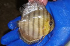 画像2: 【ワイルドディスカス】【通販】【年に一度の入荷】アルトナナイディアマンテ　スポットグリーン【個体販売】9-11cm（生体）ナナイ産 (2)