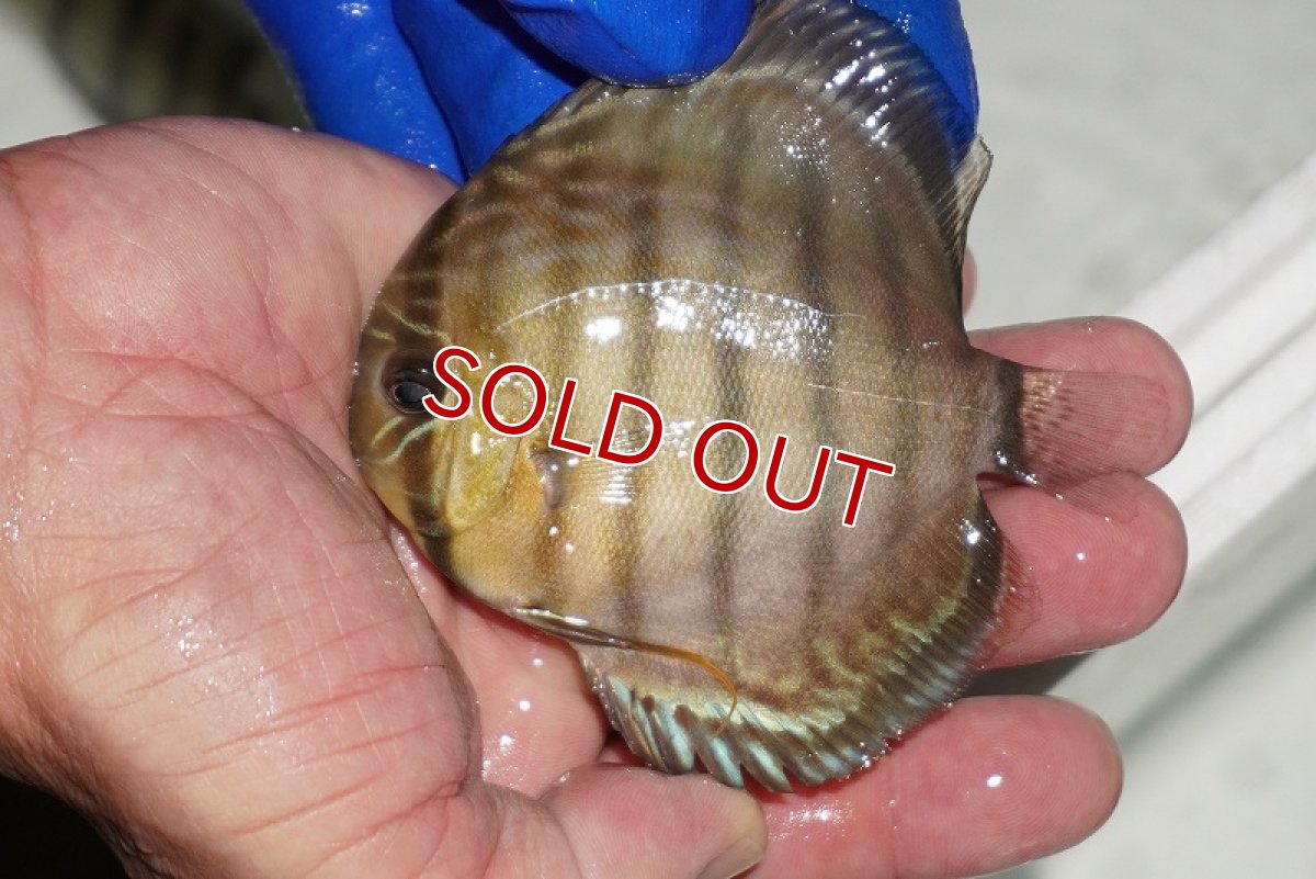 画像1: 【ワイルドディスカス】【通販】【年に一度の入荷】アルトナナイディアマンテ　スポットグリーン【個体販売】9-11cm（生体）ナナイ産 (1)