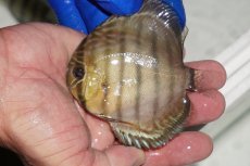 画像1: 【ワイルドディスカス】【通販】【年に一度の入荷】アルトナナイディアマンテ　スポットグリーン【個体販売】9-11cm（生体）ナナイ産 (1)