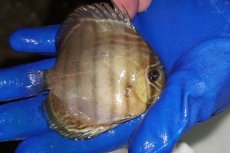 画像2: 【ワイルドディスカス】【通販】【年に一度の入荷】アルトナナイディアマンテ　スポットグリーン【個体販売】9-11cm（生体）ナナイ産 (2)